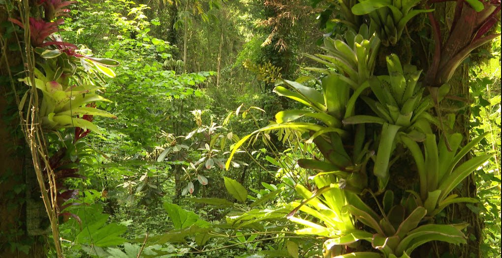 Jungle Garden, Eu, France, France